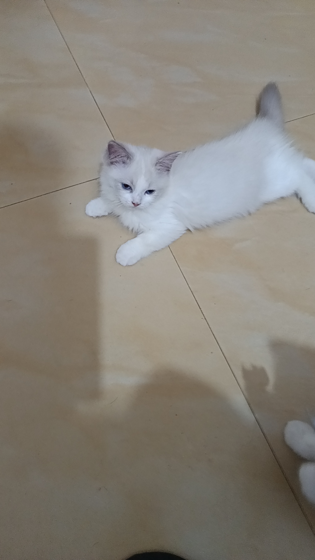 布偶猫